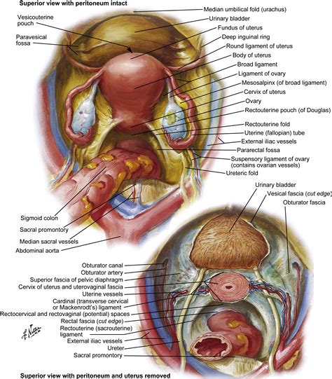 Surgical Exposure And Anatomy Of The Female Pelvis Surgical Clinics