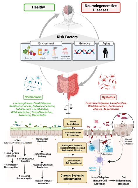 Figure 1 From Mechanistic Insights Into Gut Microbiome Dysbiosis