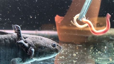 Axolotl Eating An Earthworm Axolotl Earthworms Eat Otosection