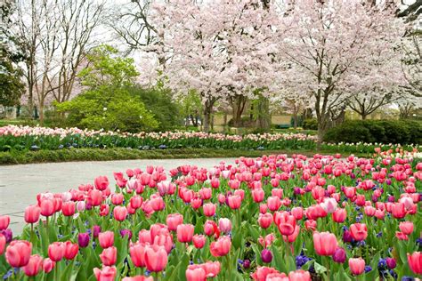 This Texas Flower Festival May Be The Most Beautiful Springtime