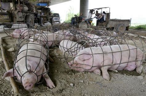 Does A Photograph Show Pigs Forced Into Tiny Cages