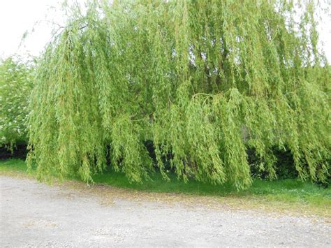 Golden Weeping Willow Tree Salix Chrysocoma Tree