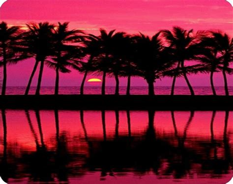 storenvy pink palm trees mousepad ☆ sunset wallpaper scenery nature