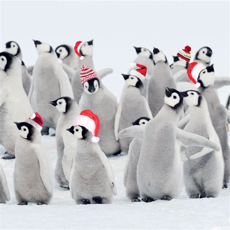 Penguin Party Christmas Cards Out Of Stock Back Up