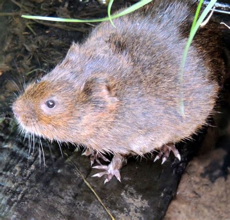 About A Brook When Voles Grow Bold