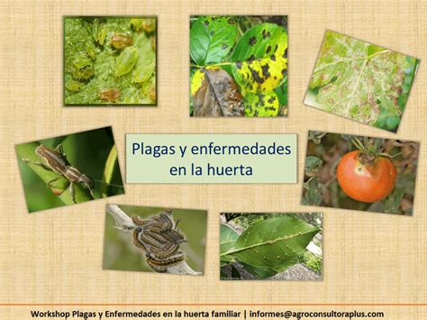 Plagas Y Enfermedades En La Huerta Acp Agroconsultora Plus Acp My Xxx