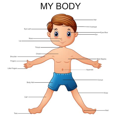 Premium Vector Illustration Of Vocabulary Part Of Body