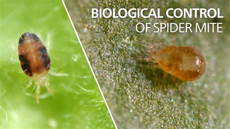 Chemical weed control is actively involved in ensuring our technology is the best available and that we are addressing industry concerns with better, safer and more environmentally friendly products. Biological control of spider mite - Neoseiulus ...