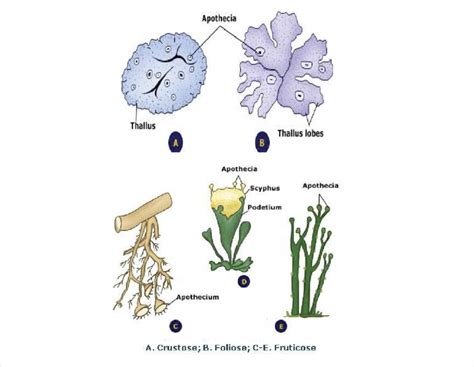 Growth Forms Of Lichen Download Scientific Diagram