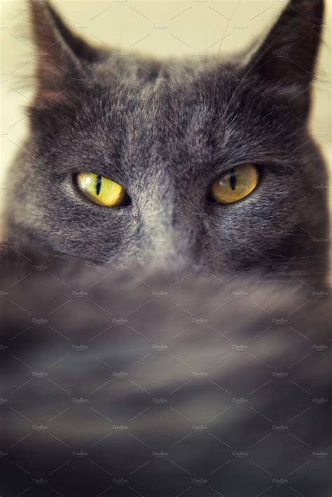 Gray Cat With Yellow Eyes ~ Animal Photos ~ Creative Market