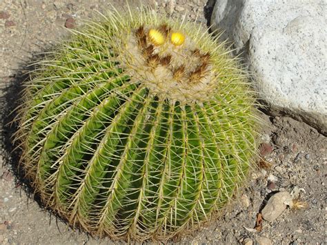 The largest range of specimen cactus in the uk. Huntington Gardens: pond & desert « ((little fat notebook))