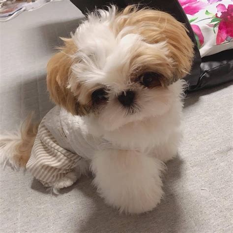 Available Puppies Great Shih Tzu Puppies Toy Poodle Puppies Shih