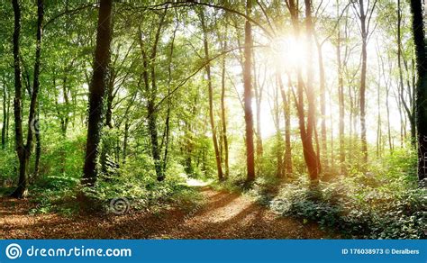 Sun Shining Through Trees In Forest Stock Image Image Of Outside