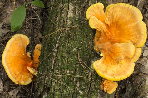 Chicken Of The Woods Identification And Recipes Mother Earth News