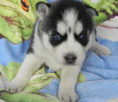 Learn more about the siberian husky breed. cute Siberian Husky puppies for adoption for sale in ...