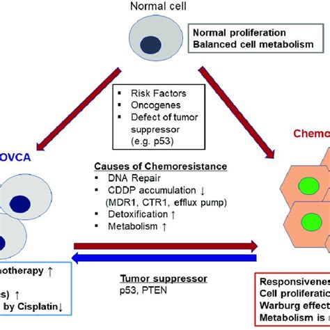 Reprogramming Tumor Metabolism In Chemoresistant Ovca Metabolic