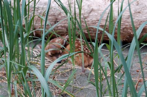 Baby Deer Fawn On Remote Portage Head Beach By The Pacific Ocean