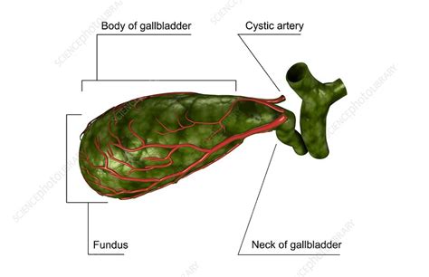 The Gallbladder Stock Image C0080940 Science Photo Library