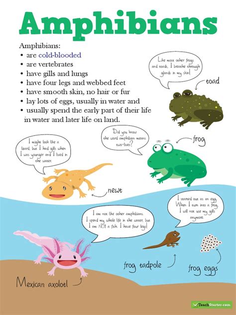 Classification Posters Amphibian Nature