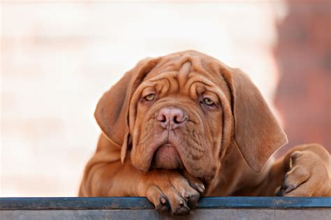 5 Signs Your Dog Is In Pain Pets
