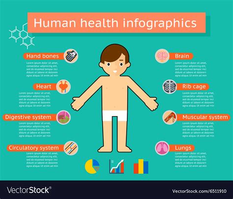 Building A Human Body Bundle Body Systems Human Body And Infographic