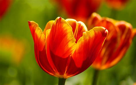 Beautiful Tulips Wallpapers Hd Wallpapers Id 9821