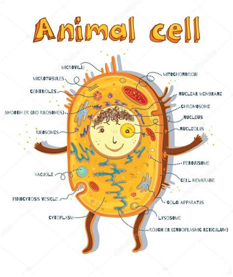 Animal Cell Picture Unlabeled Clip Art Cells Animal Unlabeled Color I