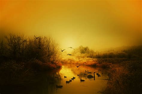 Autumn Beautiful Bird Birds Branches Ducks East Glow Gold