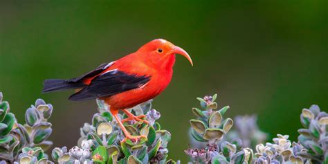 Hawaii Birding And Natural History Tour