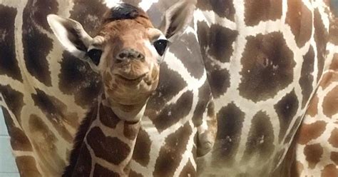 Como Zoo Names New Baby Giraffe Prince Cbs Minnesota