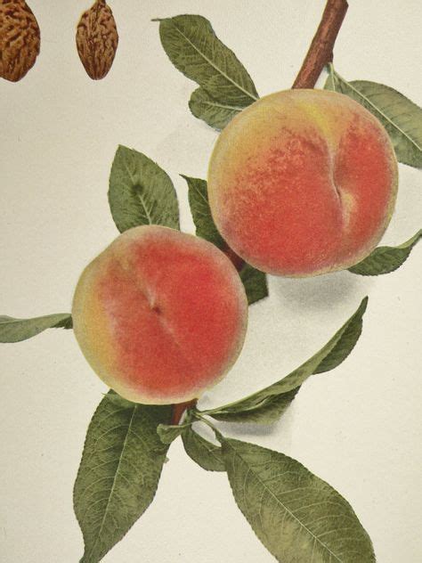 Old Fruit Peach Print Antique Vintage Peach Print Old 1917 Color Fruit