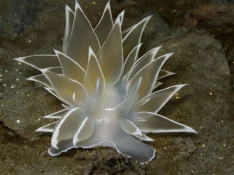 20 Beautiful Animals That Live Under The Sea