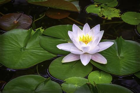 15 Types Of Aquatic Flowers To Grow In Water
