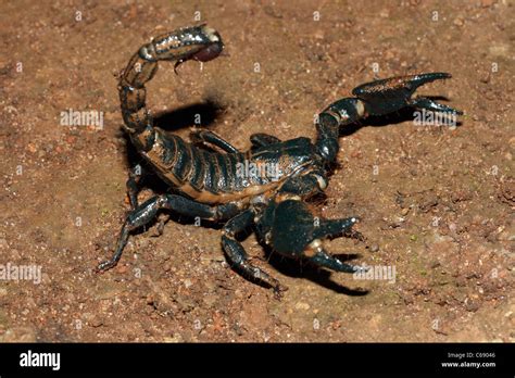 Familia Scorpionidae Heterometrus Scaber Giant Forest Scorpion