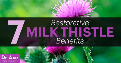 7 Restorative Milk Thistle Benefits Dr Axe