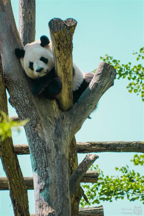 Le Repos Du Panda Le Père Du Petit Yuan Meng Du Zoo De Bea Flickr