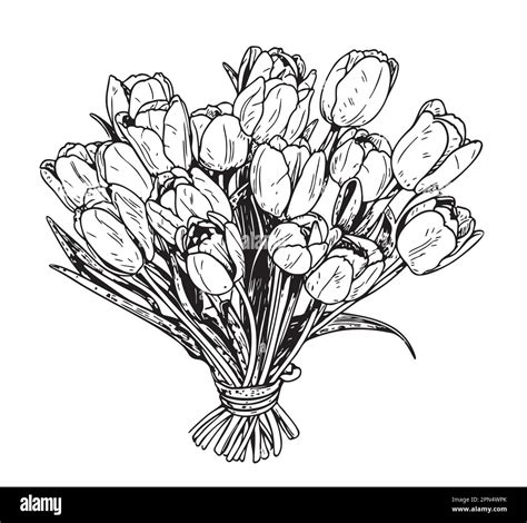 Bouquet Of Tulips Hand Drawn Sketch Illustration Flowers Stock Vector