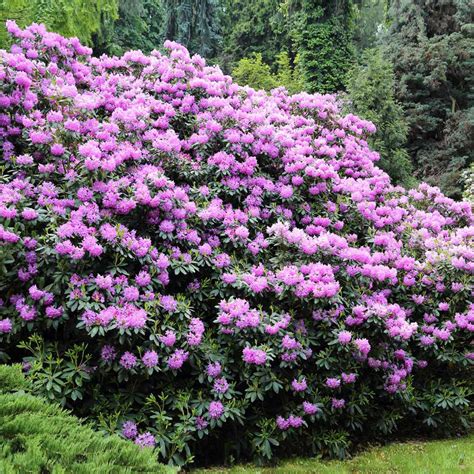 Lavender Rhododendrons For Sale