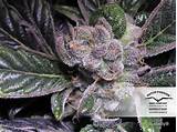 Photos of Blueberry Marijuana Seeds