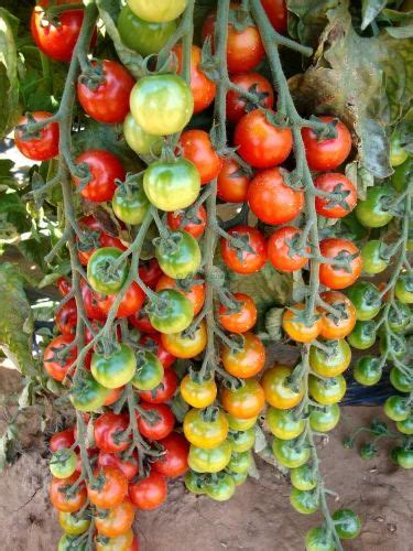Rijk Zwaan Tomato Seeds For Agriculture Pack Size 1000 Seedspack At