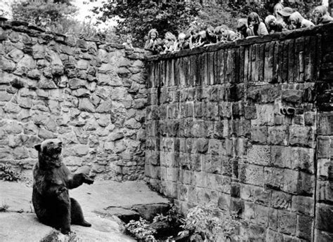 Znajdź zwierzę wpisując jego nazwę: zoo chorzów stare zdjecia - TVS.pl
