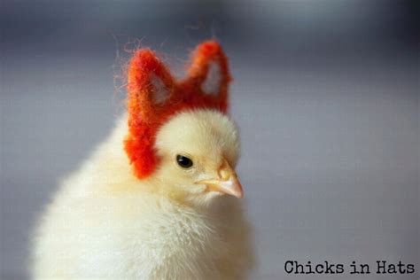 20 Pictures Of Animals In Hats To Brighten Up Your Day