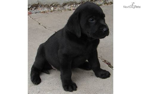 Akc, aca, ica, ckc, and apri registered pets available. Meet Buster a cute Labrador Retriever puppy for sale for ...