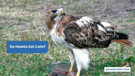 Do Hawks Eat Cats Can A Hawk Pick Up A Cat