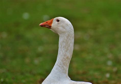 White Cute Goose Free Image Download