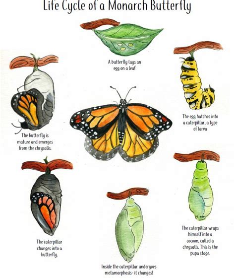 Life Cycle Of A Monarch Butterfly Stages