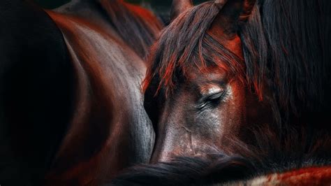 Desktop Wallpaper Horse Muzzle Animals Hd Image Picture Background