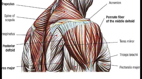 Right Shoulder Anatomy Diagram