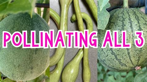 how to hand pollinate zucchini squash watermelon and cantaloupe youtube