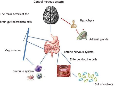 Microbiota Gut Brain Axis And Its Affect Inflammatory Bowel Disease Pathophysiological Concepts